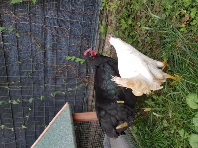 12.jpg (179.05 KiB) Osservato 385 volte 12.jpg