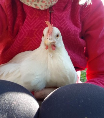 13.jpg (89.96 KiB) Osservato 385 volte 13.jpg