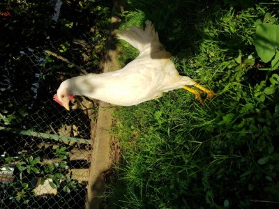 14.jpg (160.65 KiB) Osservato 385 volte 14.jpg