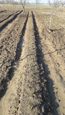 Vivo in Piemonte e ho seminato le fave il 29 ottobre / fave.jpg fave.jpg