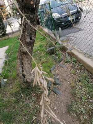 IMG_20200310_122313.jpg (183.49 KiB) Osservato 362 volte IMG_20200310_122313.jpg