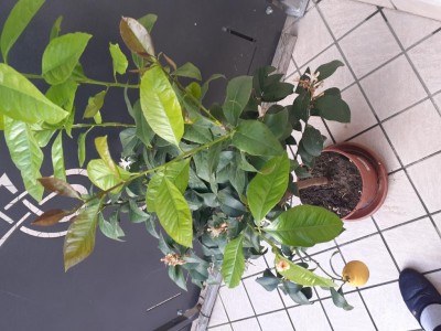 20200404_190357.jpg (110.18 KiB) Osservato 434 volte 20200404_190357.jpg