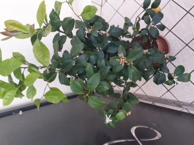 20200404_190353.jpg (87.47 KiB) Osservato 434 volte 20200404_190353.jpg