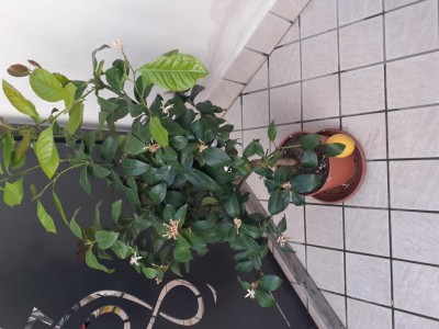 20200404_190349.jpg (100.31 KiB) Osservato 434 volte 20200404_190349.jpg