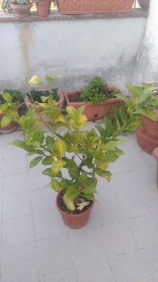 P_20200411_183807_vHDR_Auto.jpg (63.73 KiB) Osservato 437 volte P_20200411_183807_vHDR_Auto.jpg