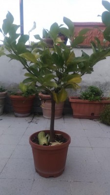 P_20200411_183849_vHDR_Auto.jpg (55.82 KiB) Osservato 437 volte P_20200411_183849_vHDR_Auto.jpg