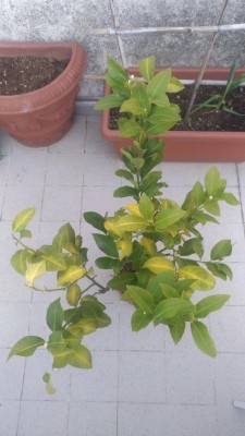 P_20200411_183826_vHDR_Auto.jpg (71.89 KiB) Osservato 437 volte P_20200411_183826_vHDR_Auto.jpg