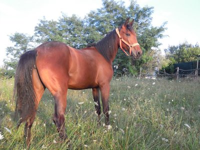 foto_cell_mau 101.jpg (160.33 KiB) Osservato 492 volte foto_cell_mau 101.jpg