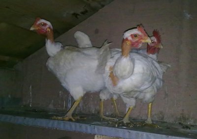 13022011282.jpg (72.29 KiB) Osservato 492 volte 13022011282.jpg