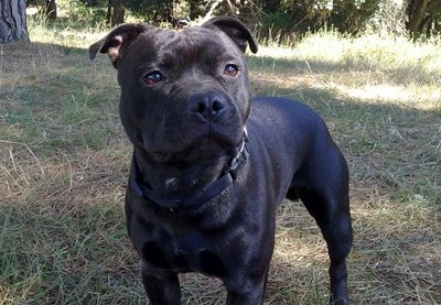 foto_cell_mau 092.jpg (197.22 KiB) Osservato 492 volte foto_cell_mau 092.jpg