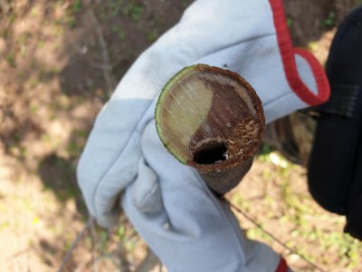 20200404_154346.jpg (67.39 KiB) Osservato 337 volte 20200404_154346.jpg