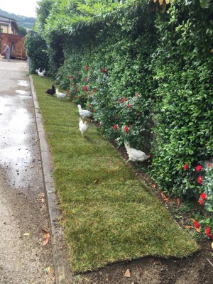 0633700E-4F66-4456-A1E0-A8D8439A527A.jpeg (219.21 KiB) Osservato 273 volte 0633700E-4F66-4456-A1E0-A8D8439A527A.jpeg