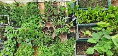 20200508_144935.jpg (166.57 KiB) Osservato 343 volte 20200508_144935.jpg