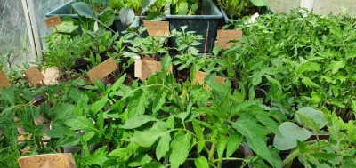 20200508_144948.jpg (135.8 KiB) Osservato 343 volte 20200508_144948.jpg