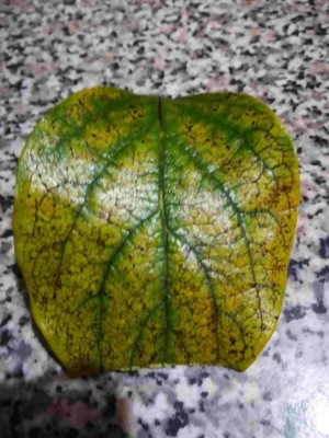 caki-min (1).jpg (109.14 KiB) Osservato 388 volte caki-min (1).jpg