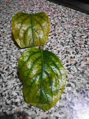 cako2-min (2).jpg (129.2 KiB) Osservato 388 volte cako2-min (2).jpg