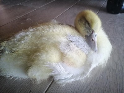 IMG_20200809_101603.jpg (78.89 KiB) Osservato 315 volte IMG_20200809_101603.jpg