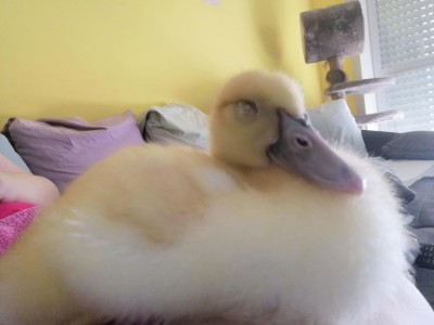 IMG_20200801_162610.jpg (45.02 KiB) Osservato 315 volte IMG_20200801_162610.jpg