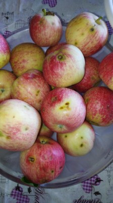 mele.jpg (72.89 KiB) Osservato 376 volte mele.jpg