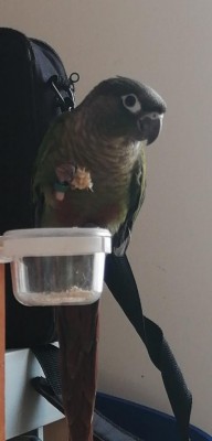 WhatsApp Image 2020-09-21 at 16.10.06.jpeg (33.12 KiB) Osservato 479 volte WhatsApp Image 2020-09-21 at 16.10.06.jpeg