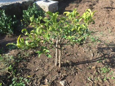 MANDARINO.JPG (243.46 KiB) Osservato 409 volte MANDARINO.JPG