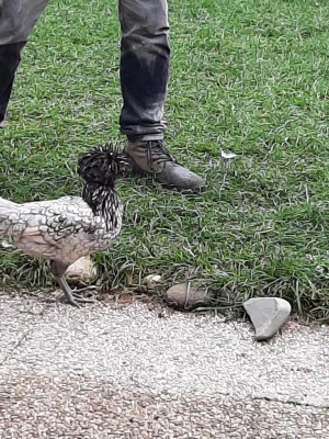 IMG-20201120-WA0004.jpg (200.39 KiB) Osservato 286 volte IMG-20201120-WA0004.jpg