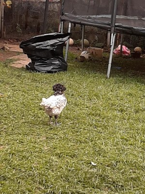 IMG-20201120-WA0003.jpg (182.31 KiB) Osservato 286 volte IMG-20201120-WA0003.jpg