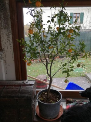 IMG_20201208_115919.jpg (117.72 KiB) Osservato 372 volte IMG_20201208_115919.jpg