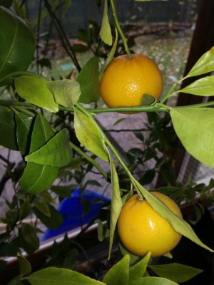 IMG_20201208_120026.jpg (78.58 KiB) Osservato 372 volte IMG_20201208_120026.jpg