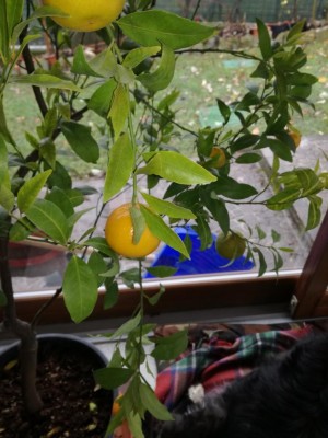 IMG_20201208_115936.jpg (90.73 KiB) Osservato 372 volte IMG_20201208_115936.jpg