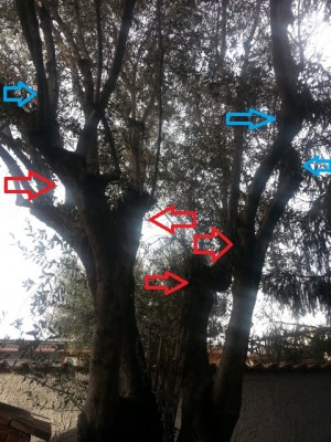 Ulivo1.jpg (209.89 KiB) Osservato 516 volte Ulivo1.jpg
