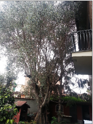 ulivo (1).png (273.75 KiB) Osservato 348 volte ulivo (1).png