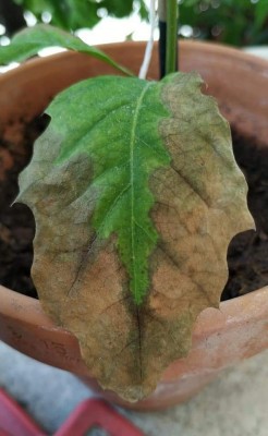 FB_IMG_1626119720005.jpg (47.47 KiB) Osservato 410 volte FB_IMG_1626119720005.jpg