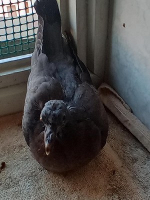 IMG_20210823_194021752.jpg (94.86 KiB) Osservato 402 volte IMG_20210823_194021752.jpg