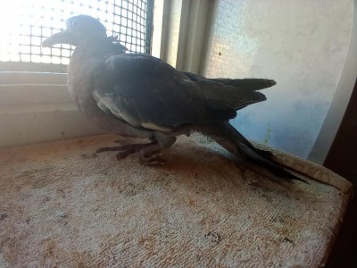 IMG_20210823_182700954.jpg (110.91 KiB) Osservato 467 volte IMG_20210823_182700954.jpg