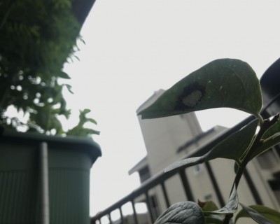 IMG_6229.jpg (46.11 KiB) Osservato 890 volte IMG_6229.jpg