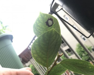 IMG_6231.jpg (63.54 KiB) Osservato 890 volte IMG_6231.jpg