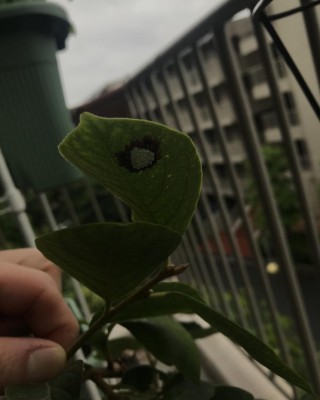 IMG_6230.jpg (53.06 KiB) Osservato 828 volte IMG_6230.jpg