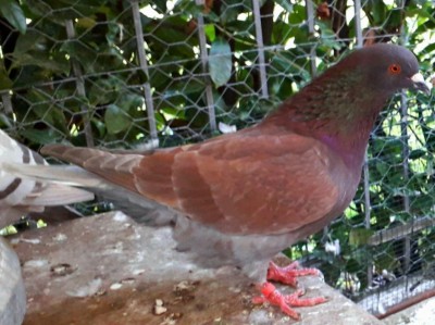 Colombo California maschio rosso. / 20211108_071610.jpg 20211108_071610.jpg