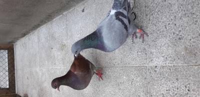 Colomba Texano piombo vergato e Colomba California rossa. / 20220301_151509.jpg 20220301_151509.jpg