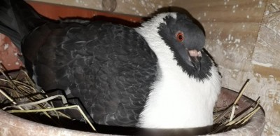 Colomba Strasser nero ramato. / IMG-20220604-WA0008.jpg IMG-20220604-WA0008.jpg