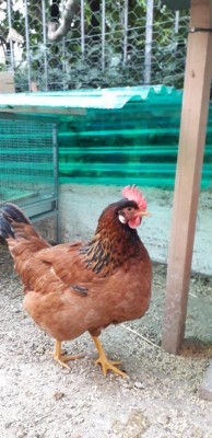 Ibrido Isa Brown con Livorno collo oro. Ottima produttrice di uova. / IMG-20220130-WA0010.jpg IMG-20220130-WA0010.jpg