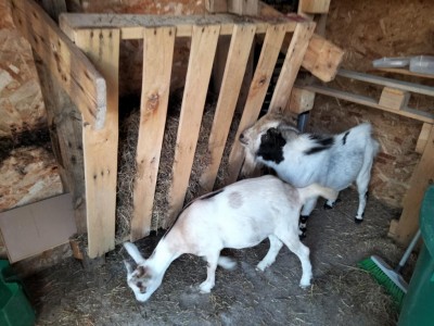 Intanto vi presento Abele e Abelarda ♥️ / IMG20220812165901.jpg IMG20220812165901.jpg