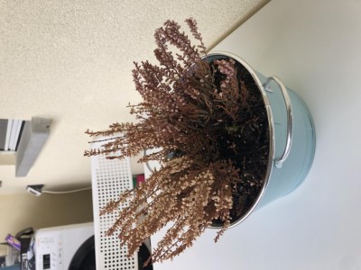 IMG_7275.jpeg (99.33 KiB) Osservato 472 volte IMG_7275.jpeg