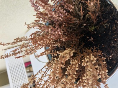 IMG_7276.jpeg (134.34 KiB) Osservato 554 volte IMG_7276.jpeg