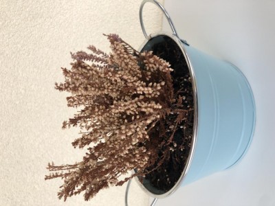 IMG_7274.jpeg (96.74 KiB) Osservato 472 volte IMG_7274.jpeg