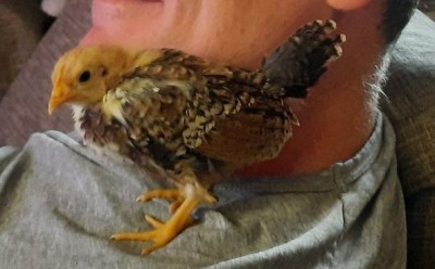 pulcino.jpg (76.53 KiB) Osservato 477 volte pulcino.jpg