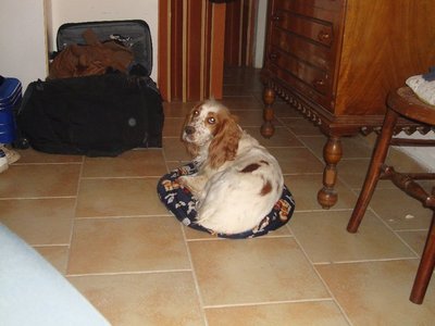 229293_1953003314074_1512398147_32062664_2111630_n.jpg (66.72 KiB) Osservato 497 volte 229293_1953003314074_1512398147_32062664_2111630_n.jpg