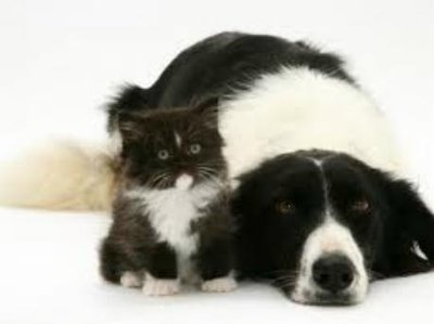 Un collie e un gattino...deliziosi / colli e gatto.jpg colli e gatto.jpg