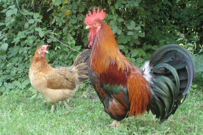 Il mio gallo che ho chiamato "Il bersagliere", oggi ha circa 6 o 7 anni, ma non se ne parla di metterlo in pentola. / DSC02252_r.jpg DSC02252_r.jpg